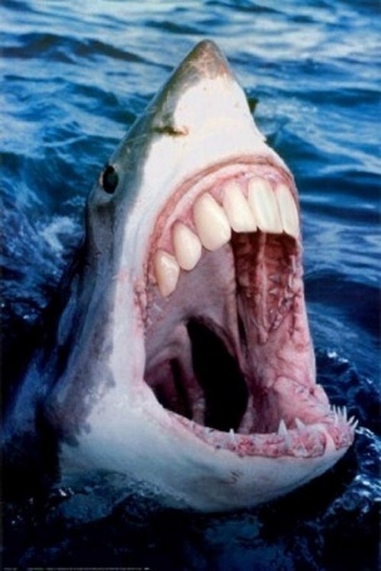 Image result for shark human teeth gif