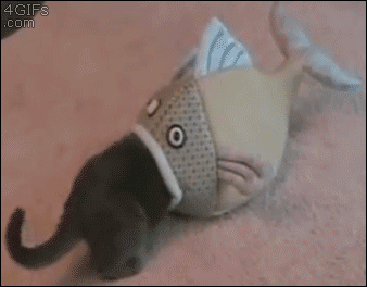 20-Best-GIFs-of-the-Week-019