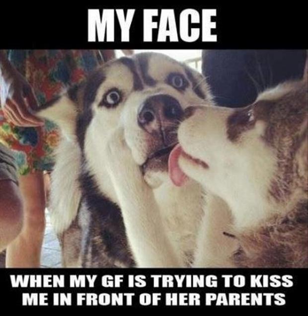 Attack Of The Funny Dogs (38 Photos) - FunCage