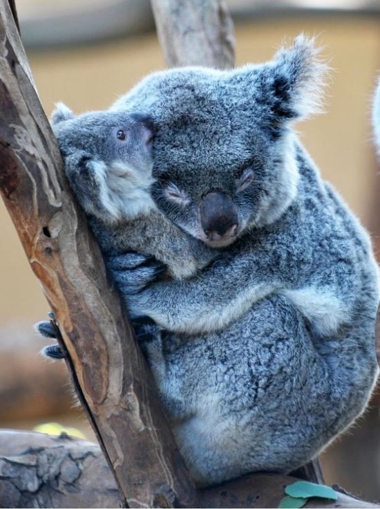 Animals That Really Need a Hug Right Now 008