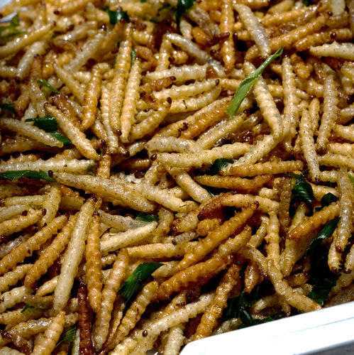 Bamboo worms (Thailand) - FunCage